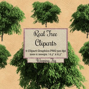 48 Real Tree Cliparts, Photoshop Overlay, Landscape Layout, Garden ...