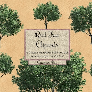 Real Tree Cliparts, Realistic Quercus ilex overlay bundles png, tree photoshop overlay, transparent background, Natural Environment spring