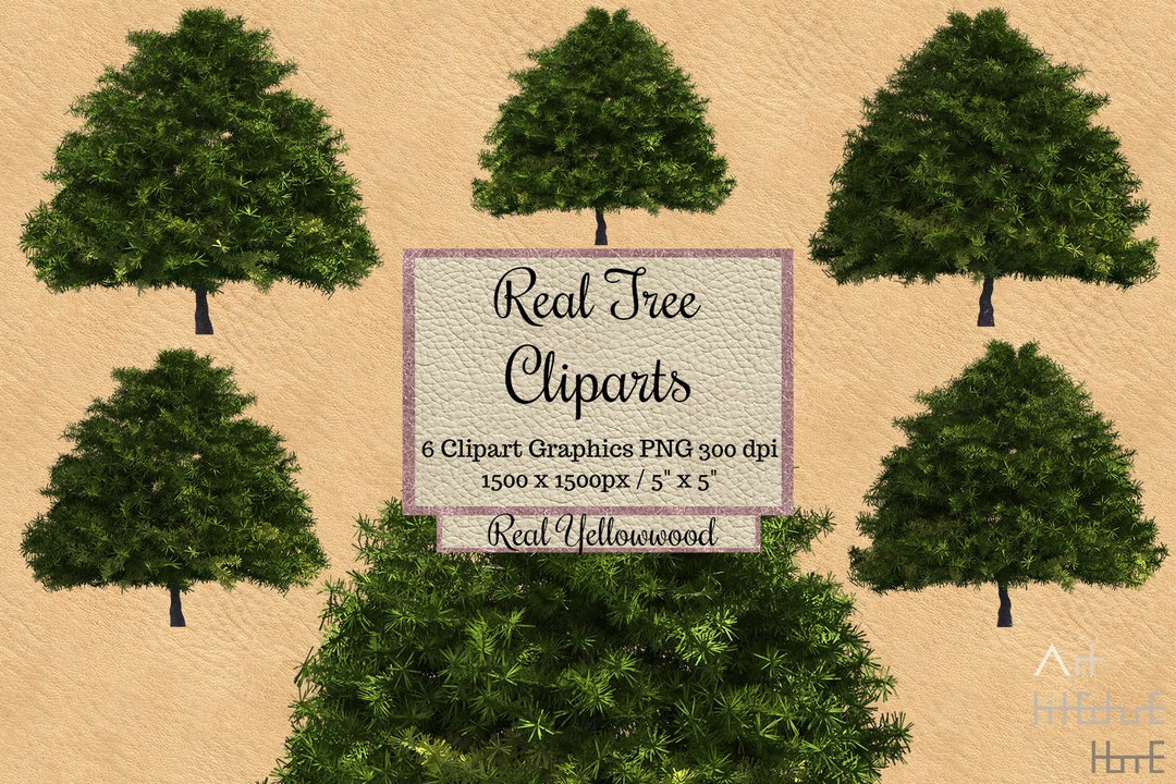 Real Yellowwood Tree Cliparts, Tree Photoshop Overlays Png, Garden ...