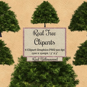 Real yellowwood Tree Cliparts, tree photoshop overlays png, garden layout, Landscape elements, transparent background, Natural green, render