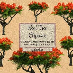 Real Gulmohar Tree Cliparts, red flower tree photoshop overlays, landscape layout png, transparent background orange tree png realistic leaf
