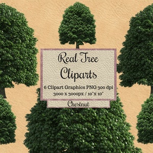 Imágenes prediseñadas de castaño real, superposición de árboles de Photoshop PNG, superposiciones de árboles verdes realistas, fondo transparente, entorno natural madera