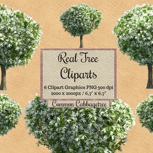 Echte Kohlbaum Cliparts, weiße Blatt Baum Photoshop Overlays, Landschaft Layout png, transparenter Hintergrund, Garten Elemente, Blatt