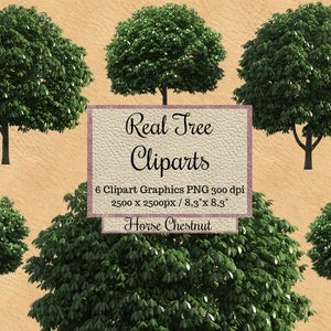Real Castaño de Indias Cliparts, superposiciones de árboles png, Aspecto realista Verde primavera Superposiciones de árboles png, Castaño fondo transparente png
