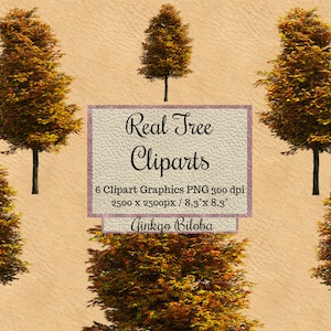 Real Ginkgo biloba tree Cliparts, realistic orange tree photoshop overlay png, landscape garden layout, maple tree png for transparent png