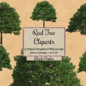 Echte Baum Cliparts, Schwarze Pappeln png, realistische grüne Baumüberlagerungen, transparenter Hintergrund, Natürliche Umwelt Holz, Gerender Baum