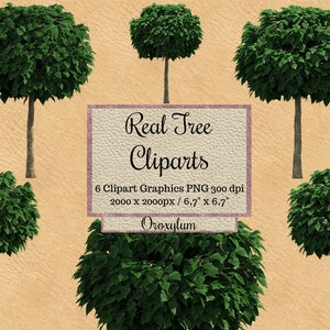 Árbol real Cliparts, superposiciones de oroxylum photoshop, diseño de paisaje png, fondo transparente, elementos de jardín, árbol de hojas verdes, digital