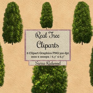 Real Sierra redwood Tree Cliparts, tree photoshop overlays png, Realistic Look christmas Tree layout png, landscape transparent background