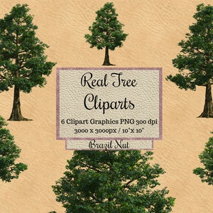 Real Brazil nut Tree Cliparts png, Realistic tree overlay, garden landscape layout, photoshop elements, transparent background,  digital png