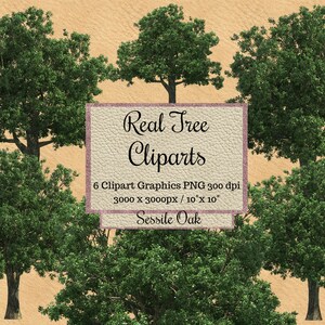 Real Sessile Eichenbaum Cliparts, Eichenholz Bäume png, Realistischer Look Baum Overlays, transparenter Hintergrund Echtbaum, Natürliche Umwelt png