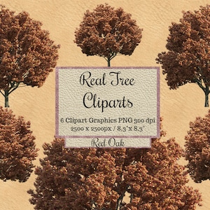 Echte Rote Eiche Baum Cliparts, Orange Baum Overlays png, Realistischer Look Frühling rosa Baum Overlays png, Burgunder transparent Hintergrund png
