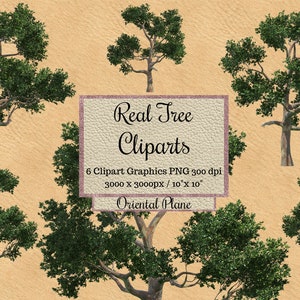 Real Oriental plane Tree Cliparts, landscape overlays for photoshop, transparent background overlays png, Realistic Look Tree render wood