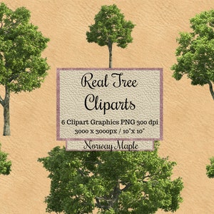 Real Norway Maple Tree Cliparts png, Superposiciones de árbol realistas fondo transparente, diseño de jardín paisajístico, paquetes para renderizado de photoshop