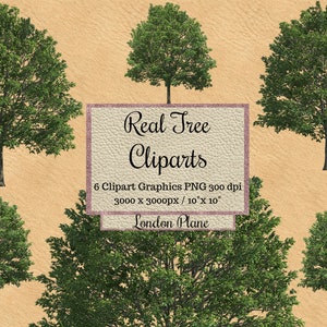 Real Tree Cliparts png, Realistic London Plane tree overlay, garden landscape layout transparent background, photoshop  elements digital