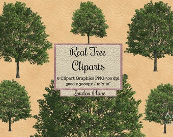 Real Tree Cliparts png, Realistic London Plane tree overlay, garden landscape layout transparent background, photoshop  elements digital