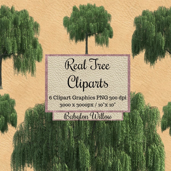 Real Babylon willow Tree Cliparts png, Realistic tree overlay, garden landscape layout transparent background, photoshop  elements digital