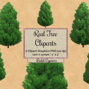 Real Bald cypress Tree Cliparts, photoshop tree layouts png, garden Tree overlay, Landscape elements, transparent background, Natural green
