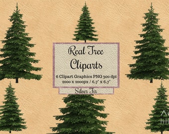 Real Fir Tree Cliparts, Silver tree overlays png, Realistic Look christmas Tree overlays png, winter tree transparent background, Natural