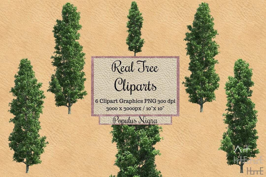 Real Tree Cliparts Png, Populus Nigra Realistic Tree Overlays ...