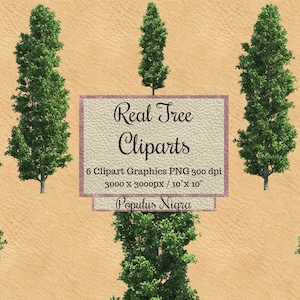 Real Tree Cliparts png, Populus nigra Realistic tree overlays transparent background, landscape garden layout, bundles for photoshop render