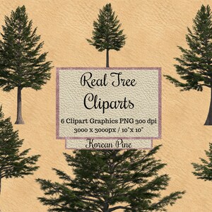Echte koreanische Kiefer Cliparts png, Landschaft überlagert transparenten Hintergrund, Gartenlayout, realistische Bündel Baum für Photoshop Render