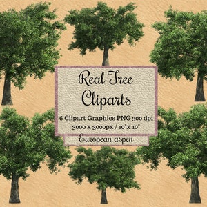 Echte Baum Cliparts, Europäische Espenbäume png, Realistischer Look Grüne Baum Overlays, transparenter Hintergrund echter Baum, Natürliche Umwelt png