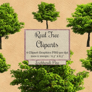 Pino leichhardt real Cliparts, superposiciones de photoshop de árbol, diseño de arce png, fondo transparente, elementos de jardín, paisaje digital