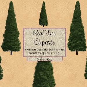 Real tree Cliparts, arborvitae photoshop overlays, winter tree layout png, transparent background, garden elements, landscape file, digital