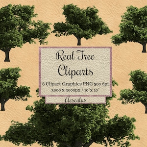 Real Aesculus Tree Cliparts png, Realistic tree layout, garden landscape overlay, transparent background, photoshop tree elements, digital