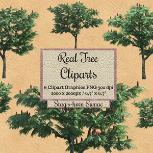 Real Sumac Tree Cliparts, Stagshorn Sumac photoshop overlays png, red head tree layout, landscape transparent background garden shiny green