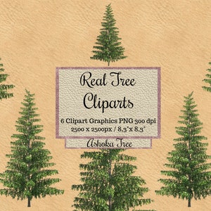 Real Tree Cliparts, Ashoka tree photoshop overlay png, Realistic garden elements layout for landscape transparent background spring nature