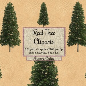 Real Tree Cliparts, incense cedar tree photoshop overlay png, Realistic garden elements layout for landscape transparent background spring