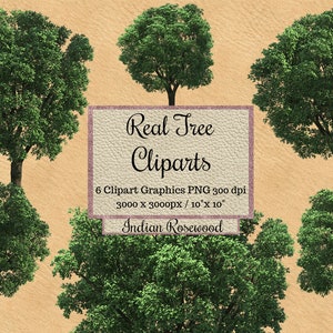 Cliparts de árboles reales, árboles de palo de rosa indio png, superposiciones de árboles de aspecto realista, árbol real de fondo transparente, madera de entorno natural