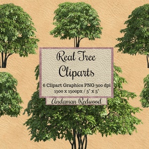 Real Tree Cliparts, Andaman redwood photoshop overlay, spring Tree layout png, landscape garden transparent background, forest element files