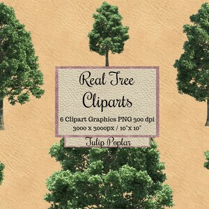 Real tulip poplar Tree Cliparts png, landscape overlays transparent background, garden layout, Realistic bundles Tree for photoshop render