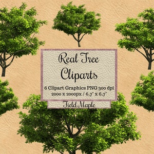 Real field maple Tree Cliparts, tree photoshop overlays, landscape layout png, forest transparent background orange tree png realistic leaf