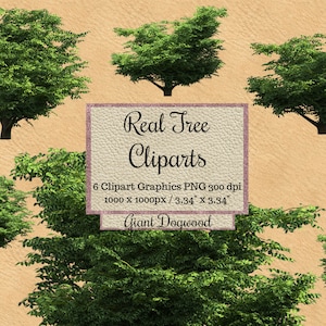 Real Giant Dogwood Tree Cliparts, tree photoshop overlays png, Realistic garden layout, wood landscape, render transparent background spring