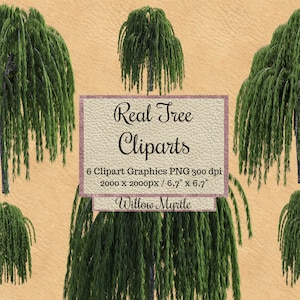 Real Willow myrtle Tree Cliparts, garden photoshop overlays png, archivos de diseño de paisaje, fondo transparente realista hoja verde madera