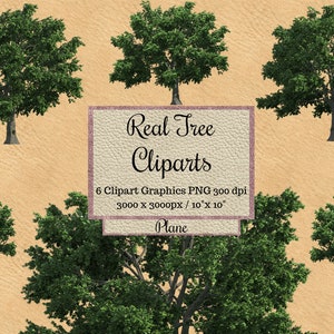 Real Plane Tree Cliparts, landscape layout transparent background, tree overlay png, Realistic Look Tree, tree for photoshop or render wood