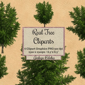 Cliparts de árbol real, superposiciones de árboles de Ginkgo biloba png, diseño de árbol de aspecto realista, fondo transparente verde primavera, render de photoshop png