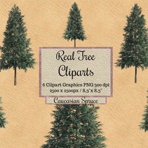 Echte Baum Cliparts, Kaukasische Fichtenbaum Photoshop Overlay png, Realistisches Look Layout, Frühling xmas Holz transparente Hintergrund Elemente png