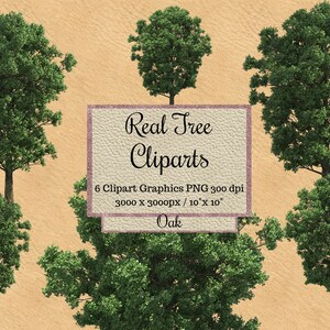 Cliparts de roble real, Árboles de madera de roble png, Superposiciones de árboles de aspecto realista, árbol real de fondo transparente, Madera de entorno natural png