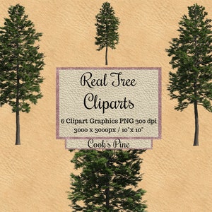 Echte Köche Tannenbaum Cliparts, Landschaft Layout transparent Hintergrund, Garten Overlay png, Realistischer Look Baum für Photoshop-Darstellung Holz
