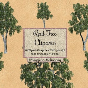 Real Tree Cliparts png, superposición de árbol de caoba filipina, diseño de paisaje fondo transparente, jardín, aspecto realista para madera de photoshop