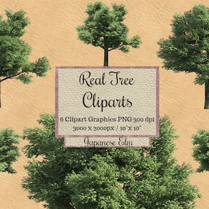 Real Japanese Elm Tree Cliparts, paisaje transparente árbol de fondo superposición png, árbol de aspecto realista, árbol para photoshop o renderizar verde