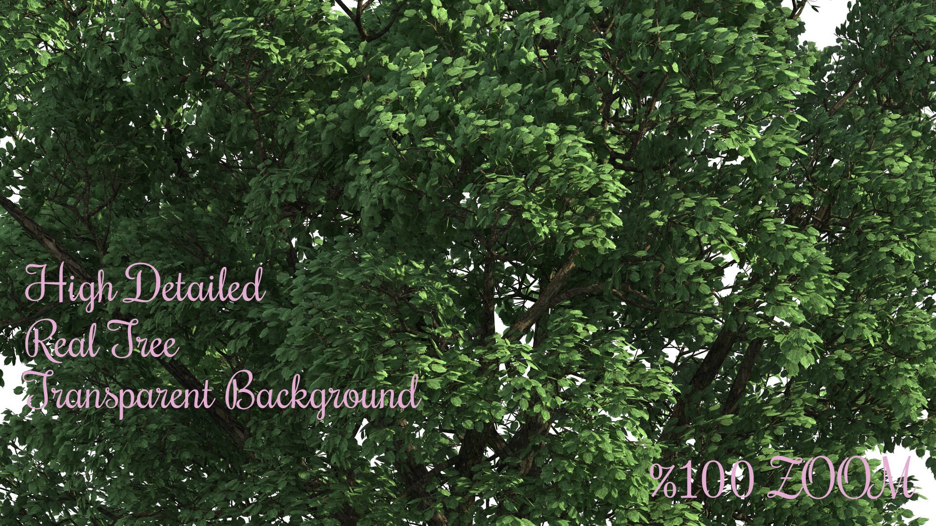 Real Tree Cliparts Indian Rosewood Trees Png Realistic Look - Etsy