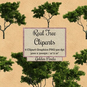 Echte goldene Penda Baum Cliparts, Baum Photoshop Overlay, transparentes Layout, Garten Landschaft Overlay, Baum png Elemente, Penda Tree Datei