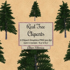 Real Abies sibirica Cliparts, árbol realista photoshop superposición png, diseño de jardín paisajístico, abeto png para fondo transparente primavera