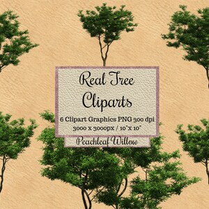 Echte Pfirsichblatt Weiden Baum Cliparts, Baum Photoshop, png Layout, Garten Landschaft Overlay, transparenter Hintergrund, Baum png Elemente, Baum