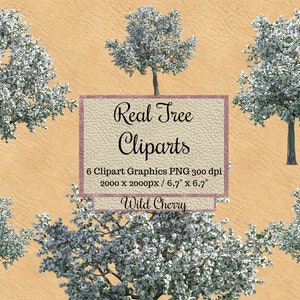 Real White flowers Tree Cliparts png, Realistic wild cherry overlays, tree photoshop layout, transparent background, Natural spring garden
